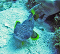   Splended Toadfish Cozumel Mexico. Mexico  